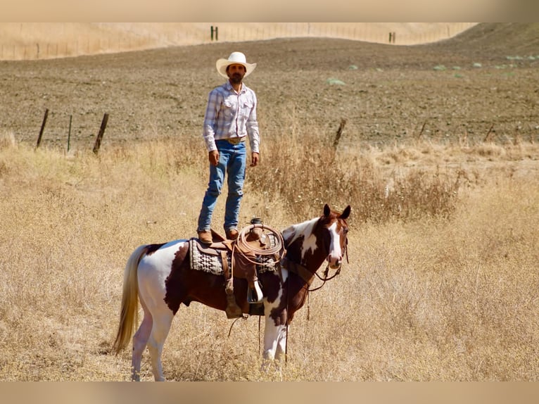 American Paint Horse Caballo castrado 8 años 152 cm Tobiano-todas las-capas in Tres Pinos