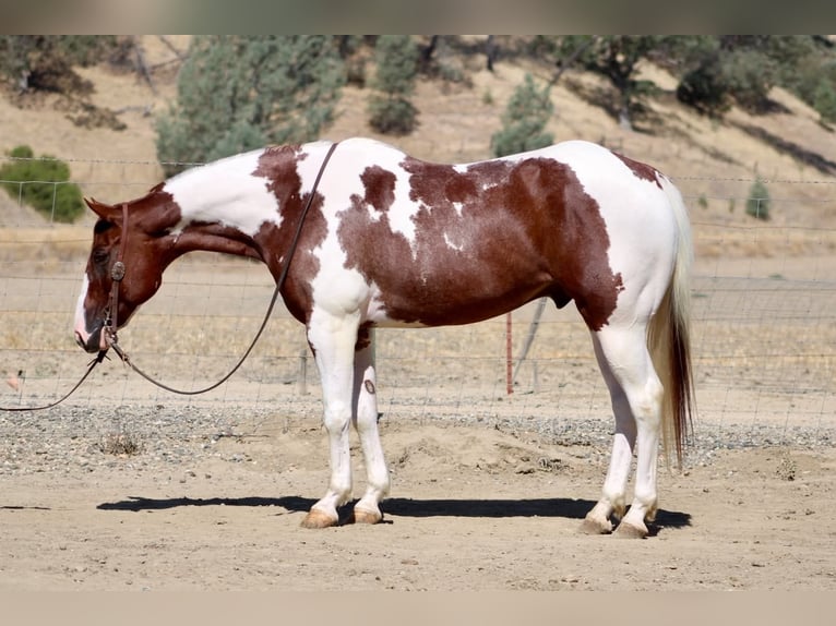 American Paint Horse Caballo castrado 8 años 152 cm Tobiano-todas las-capas in Tres Pinos
