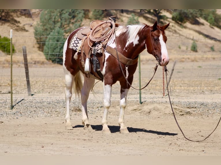 American Paint Horse Caballo castrado 8 años 152 cm Tobiano-todas las-capas in Tres Pinos