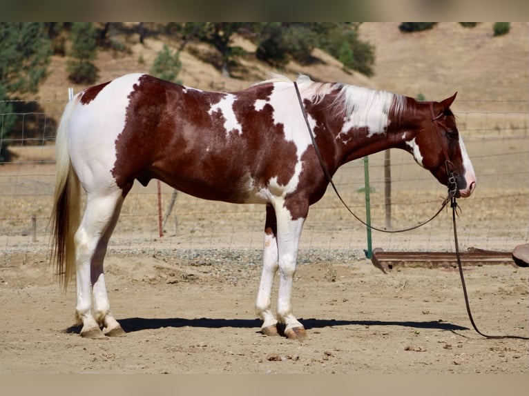 American Paint Horse Caballo castrado 8 años 152 cm Tobiano-todas las-capas in Tres Pinos