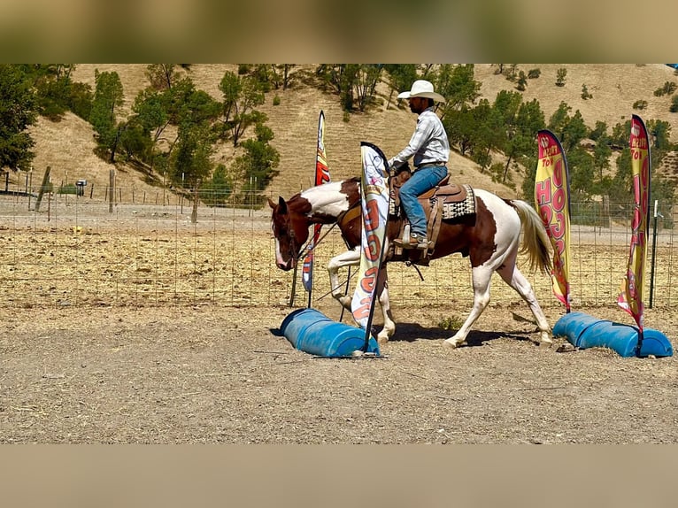 American Paint Horse Caballo castrado 8 años 152 cm Tobiano-todas las-capas in Tres Pinos