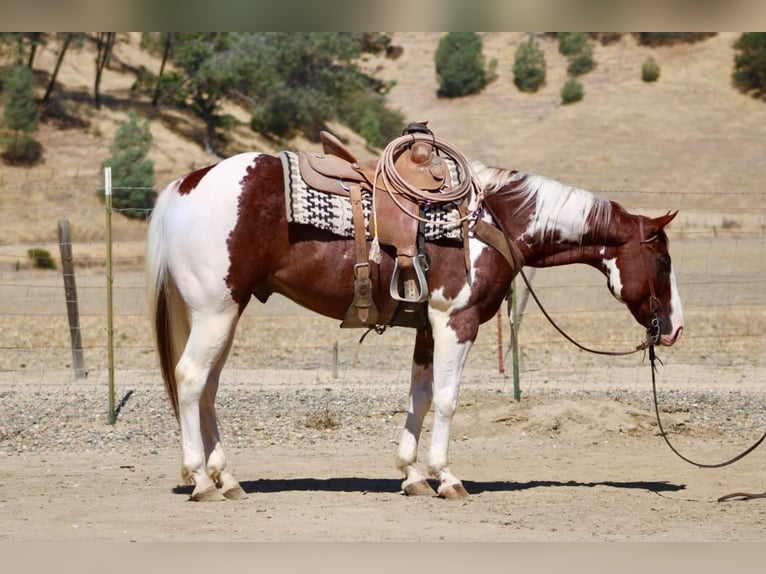 American Paint Horse Caballo castrado 8 años 152 cm Tobiano-todas las-capas in Tres Pinos