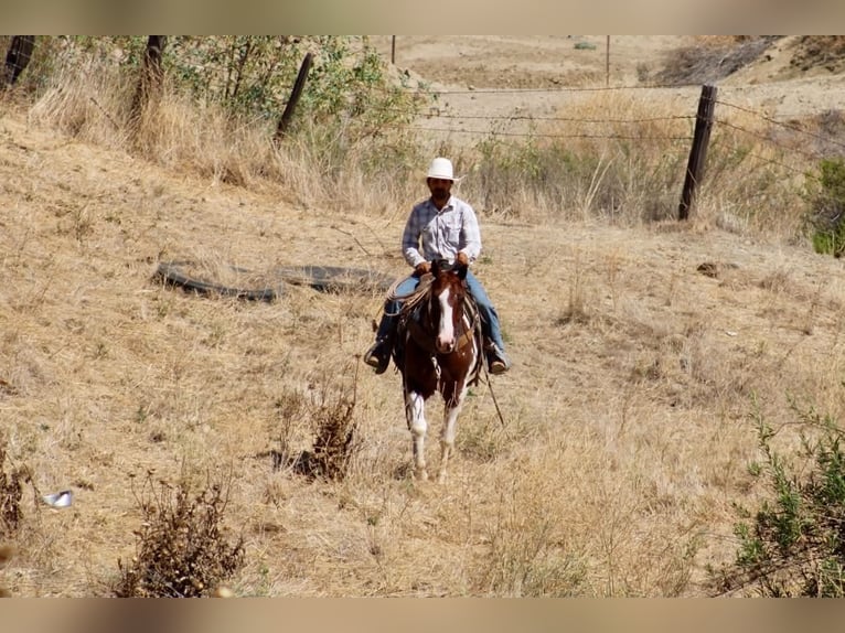 American Paint Horse Caballo castrado 8 años 152 cm Tobiano-todas las-capas in Tres Pinos