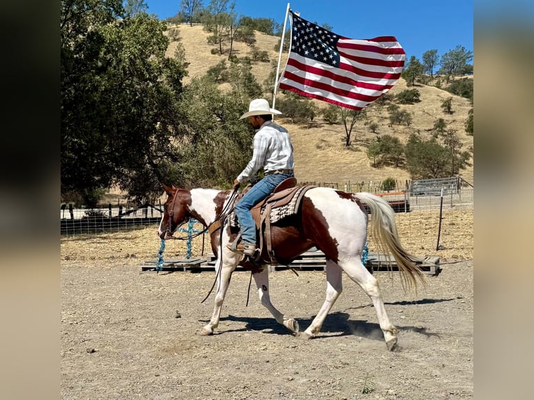 American Paint Horse Caballo castrado 8 años 152 cm Tobiano-todas las-capas in Tres Pinos