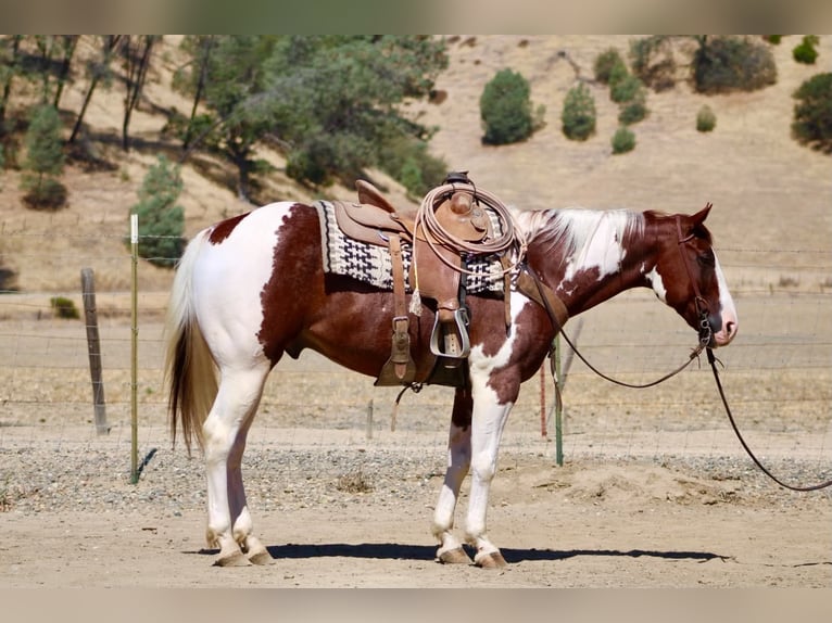 American Paint Horse Caballo castrado 8 años 152 cm Tobiano-todas las-capas in Tres Pinos