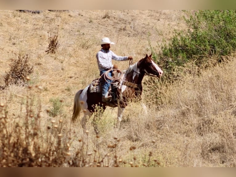 American Paint Horse Caballo castrado 8 años 152 cm Tobiano-todas las-capas in Tres Pinos