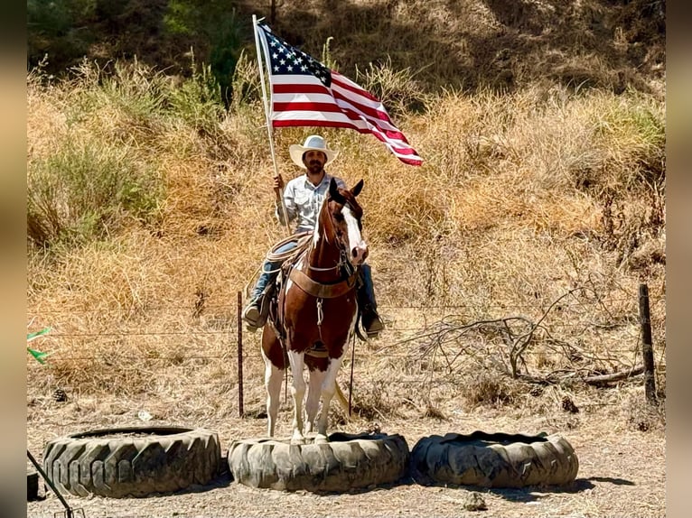 American Paint Horse Caballo castrado 8 años 152 cm Tobiano-todas las-capas in Tres Pinos
