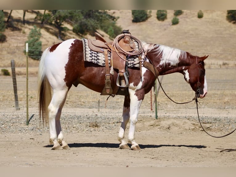 American Paint Horse Caballo castrado 8 años 152 cm Tobiano-todas las-capas in Tres Pinos