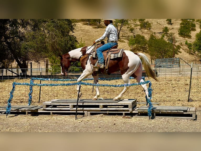 American Paint Horse Caballo castrado 8 años 152 cm Tobiano-todas las-capas in Tres Pinos
