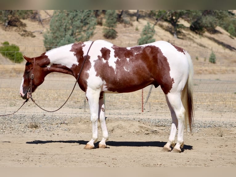 American Paint Horse Caballo castrado 8 años 152 cm Tobiano-todas las-capas in Tres Pinos