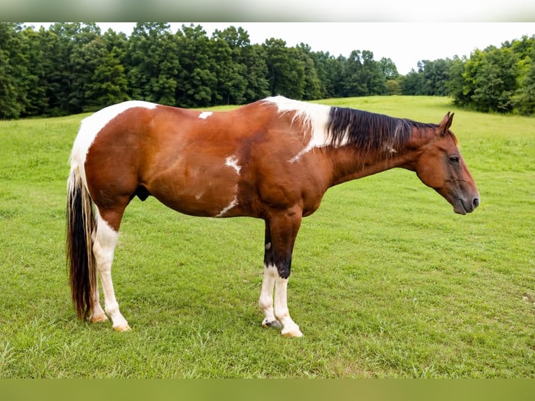 American Paint Horse Caballo castrado 8 años 152 cm Tobiano-todas las-capas in Waynesboro