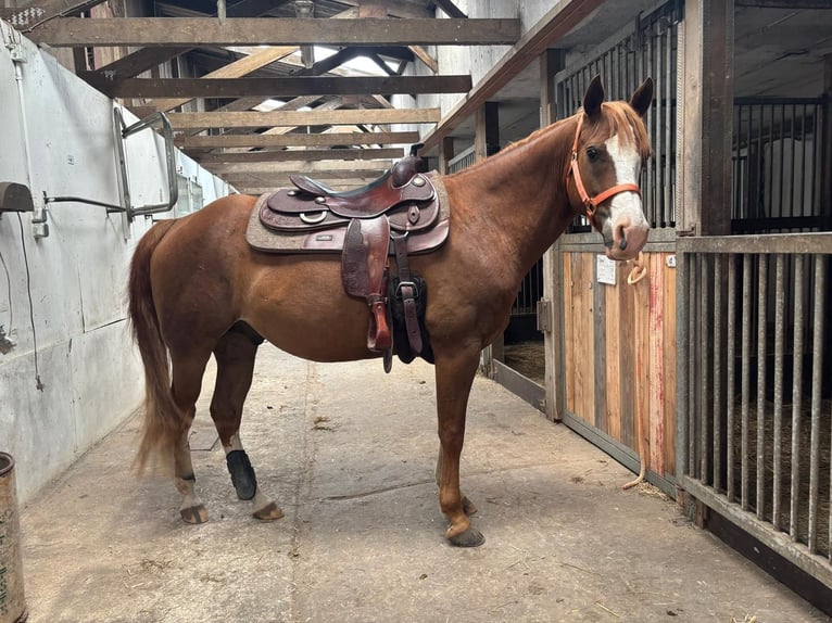 American Paint Horse Caballo castrado 8 años 153 cm Alazán in Leezen
