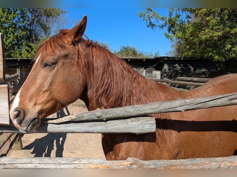 American Paint Horse Caballo castrado 8 años 155 cm Alazán in Berlin