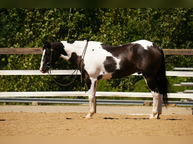 American Paint Horse Caballo castrado 8 años 155 cm Pío in Fresno