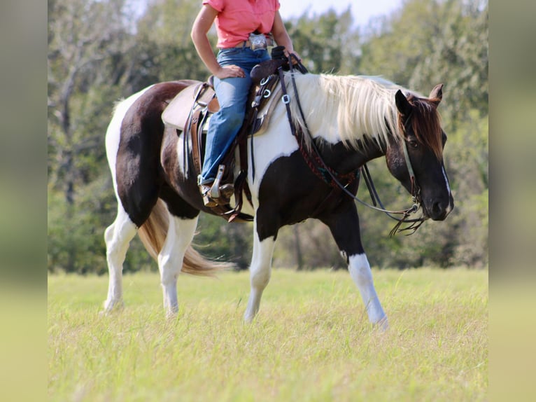 American Paint Horse Caballo castrado 8 años 155 cm Tobiano-todas las-capas in Canton TX