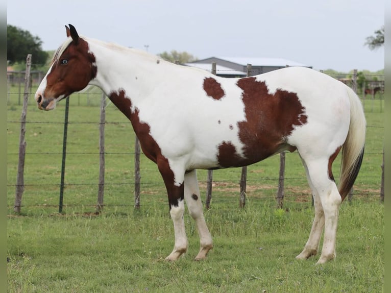 American Paint Horse Caballo castrado 8 años 155 cm Tobiano-todas las-capas in Lipan TX