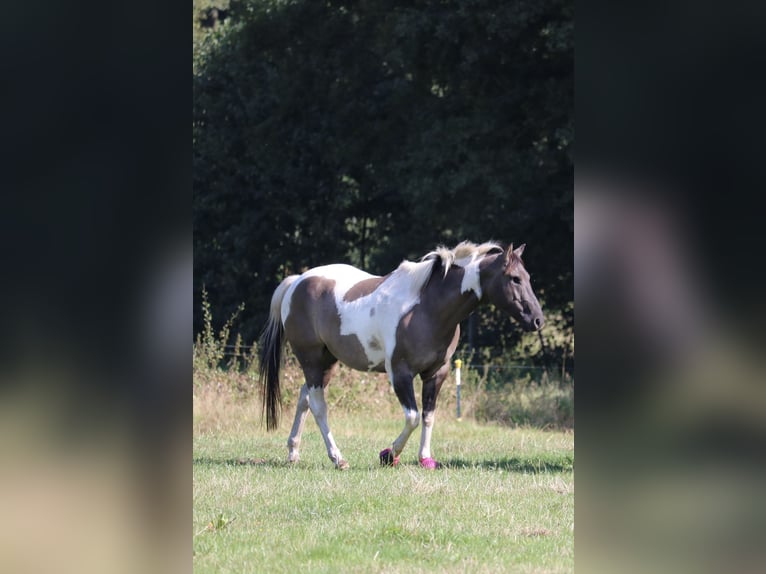 American Paint Horse Caballo castrado 8 años 157 cm Grullo in Jesteburg