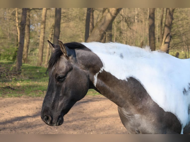 American Paint Horse Caballo castrado 8 años 157 cm Tobiano-todas las-capas in Jesteburg
