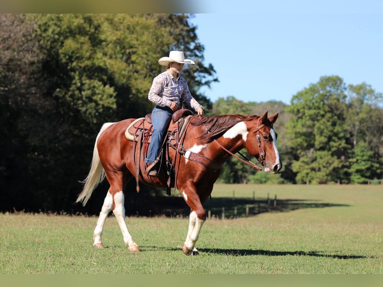 American Paint Horse Caballo castrado 8 años 160 cm Pío in Clarion