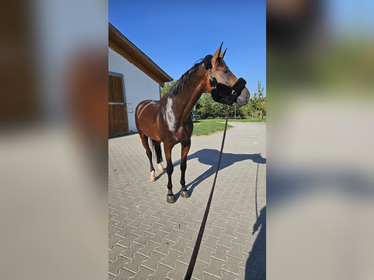 American Paint Horse Caballo castrado 8 años 174 cm Castaño oscuro in Gössenheim