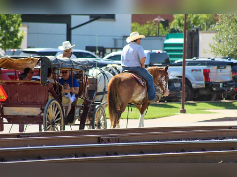 American Paint Horse Caballo castrado 8 años Ruano alazán in stephenville TX
