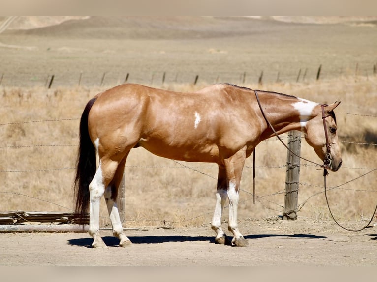 American Paint Horse Caballo castrado 8 años Tobiano-todas las-capas in King City