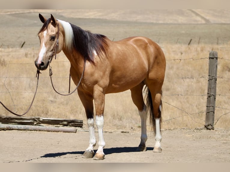 American Paint Horse Caballo castrado 8 años Tobiano-todas las-capas in King City