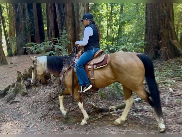American Paint Horse Caballo castrado 8 años Tobiano-todas las-capas in King City