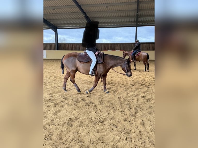American Paint Horse Caballo castrado 9 años 150 cm Castaño in Hartenfels