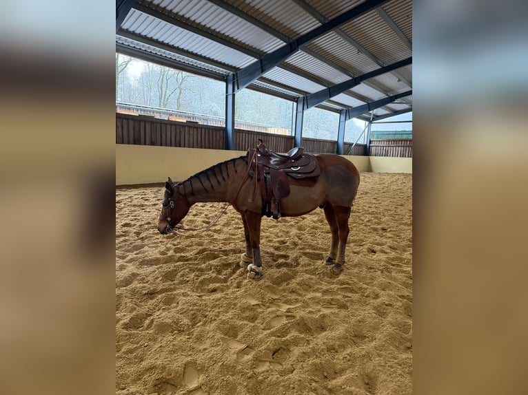 American Paint Horse Caballo castrado 9 años 150 cm Castaño in Hartenfels