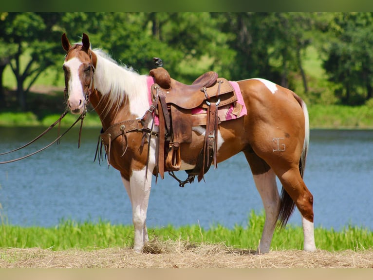 American Paint Horse Caballo castrado 9 años 150 cm Tobiano-todas las-capas in Willis Point TX