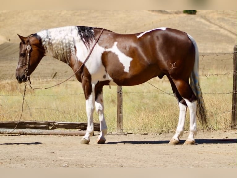 American Paint Horse Caballo castrado 9 años 152 cm Tobiano-todas las-capas in Tres Pinos