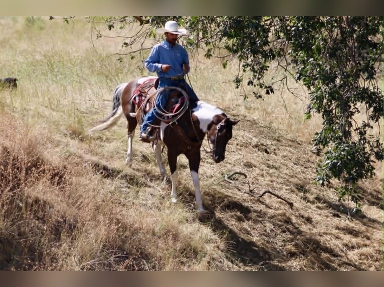 American Paint Horse Caballo castrado 9 años 152 cm Tobiano-todas las-capas in Tres Pinos