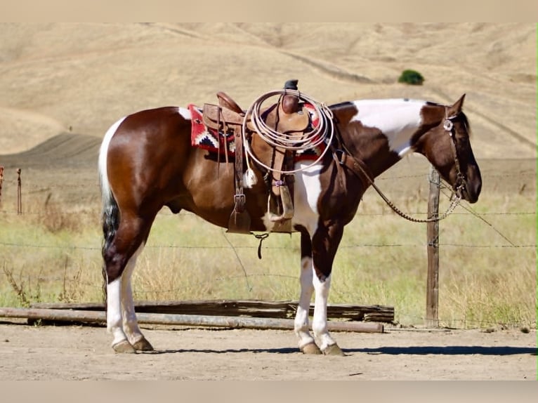 American Paint Horse Caballo castrado 9 años 152 cm Tobiano-todas las-capas in Tres Pinos