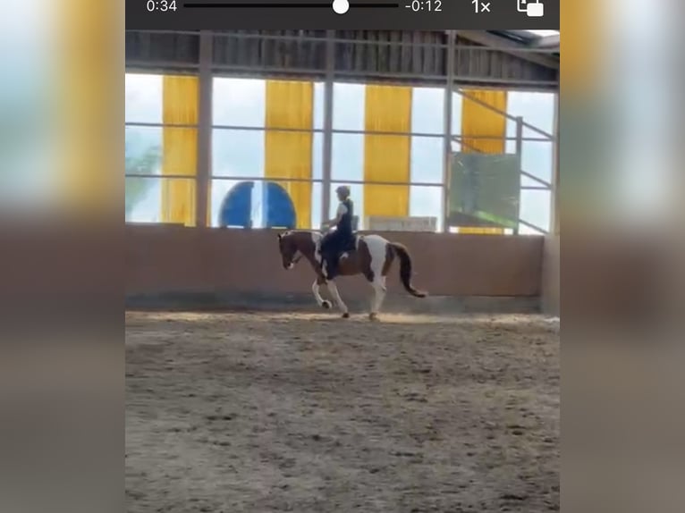 American Paint Horse Mestizo Caballo castrado 9 años 154 cm Tobiano-todas las-capas in Wuppertal