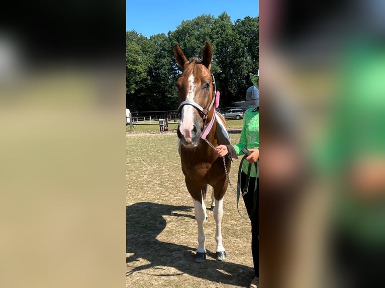 American Paint Horse Mestizo Caballo castrado 9 años 154 cm Tobiano-todas las-capas in Wuppertal