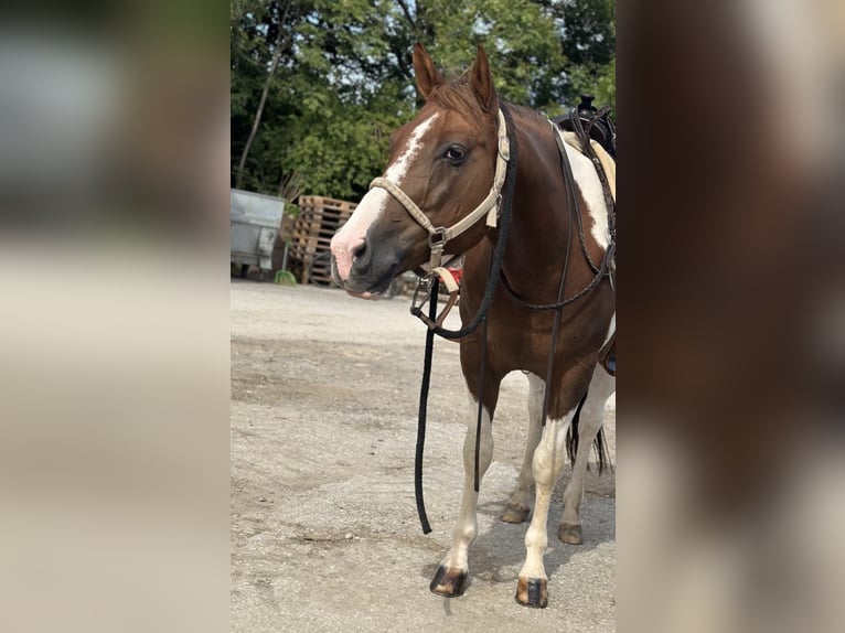 American Paint Horse Mestizo Caballo castrado 9 años 154 cm Tobiano-todas las-capas in Wuppertal