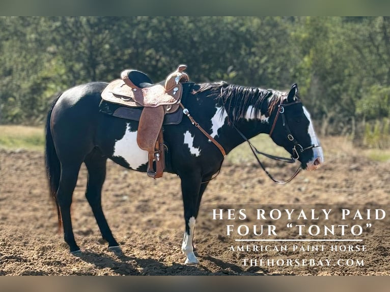American Paint Horse Caballo castrado 9 años 155 cm Tobiano-todas las-capas in Westphalia, MO
