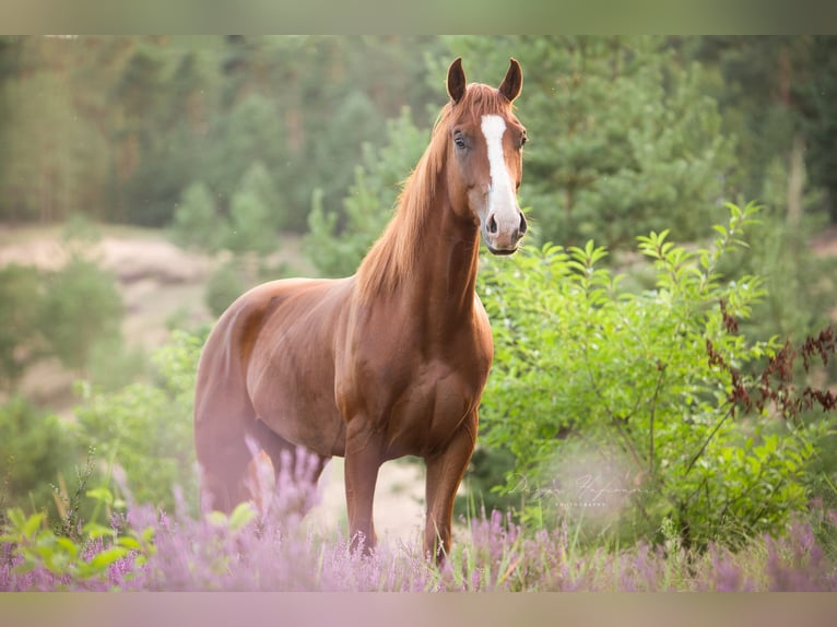 American Paint Horse Caballo castrado 9 años 158 cm Overo-todas las-capas in Niederstetten