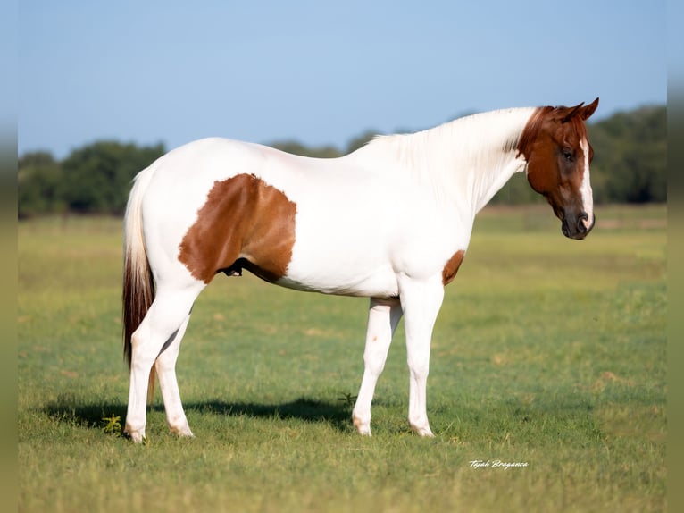 American Paint Horse Caballo castrado 9 años 160 cm Alazán rojizo in Weatherford
