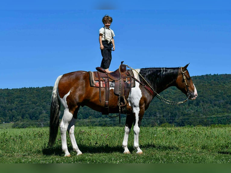 American Paint Horse Caballo castrado 9 años 163 cm Pío in Rebersburg