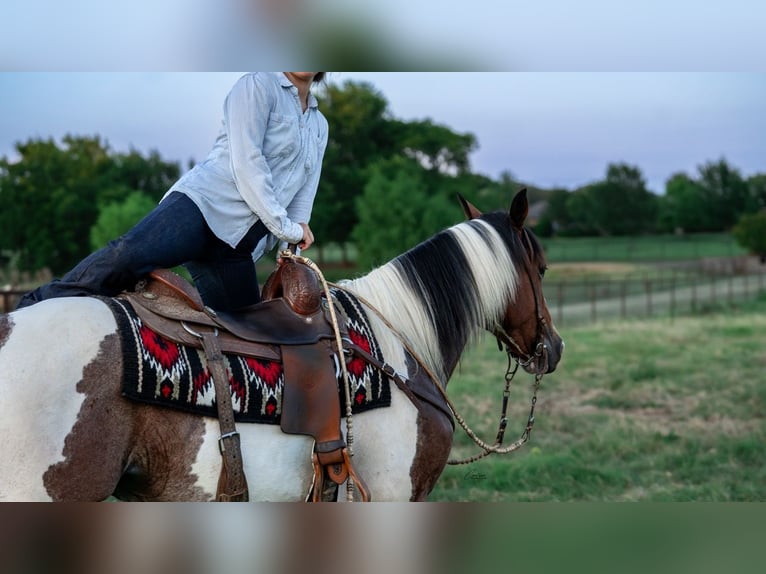 American Paint Horse Caballo castrado 9 años Pío in Fort Worth