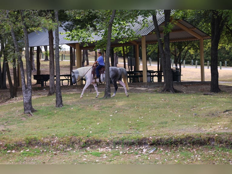 American Paint Horse Caballo castrado 9 años Pío in Terrell