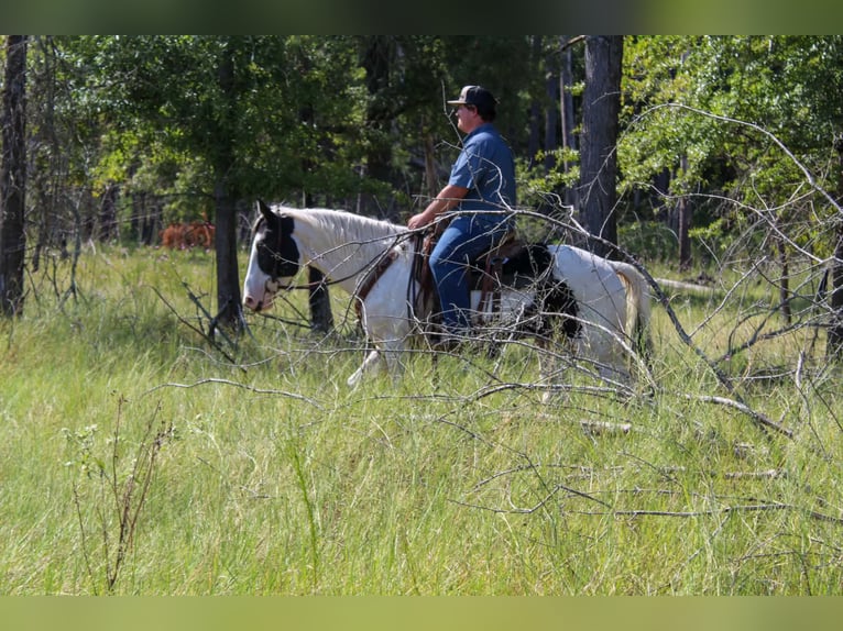American Paint Horse Caballo castrado 9 años Tovero-todas las-capas in Jasper