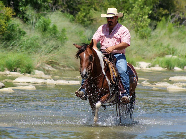 American Paint Horse Castrone 10 Anni 137 cm Tobiano-tutti i colori in Stephenville TX