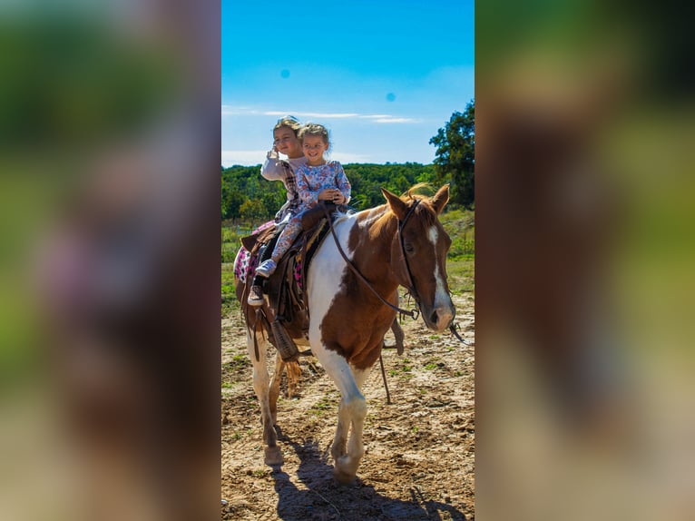 American Paint Horse Castrone 10 Anni 142 cm Tobiano-tutti i colori in Poolville KY