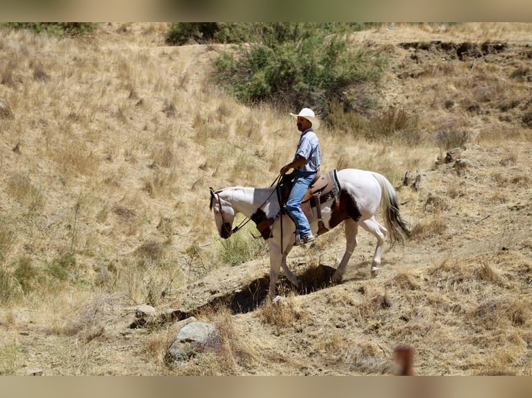American Paint Horse Castrone 10 Anni 150 cm Tobiano-tutti i colori in Paicines CA