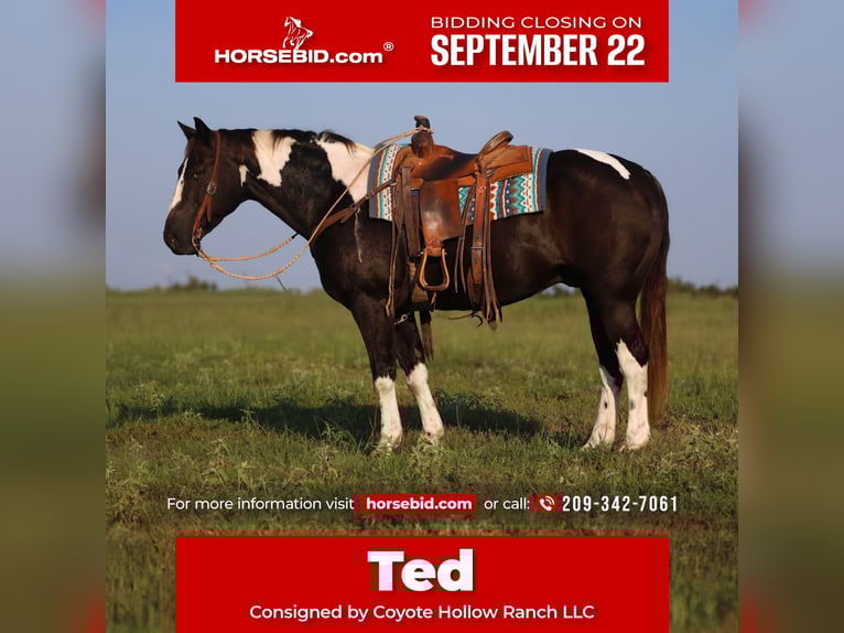 American Paint Horse Castrone 10 Anni 152 cm Pezzato in Mount Vernon