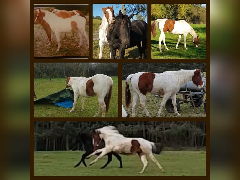 American Paint Horse Castrone 10 Anni 152 cm Tobiano-tutti i colori in Eschau