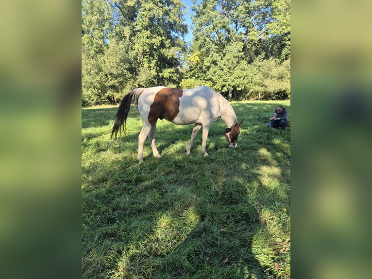 American Paint Horse Castrone 10 Anni 152 cm Tobiano-tutti i colori in Eschau